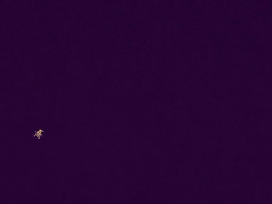 A lone insect silhouette in deep twilight purple, symbolising the missing friction behind AI sycophancy